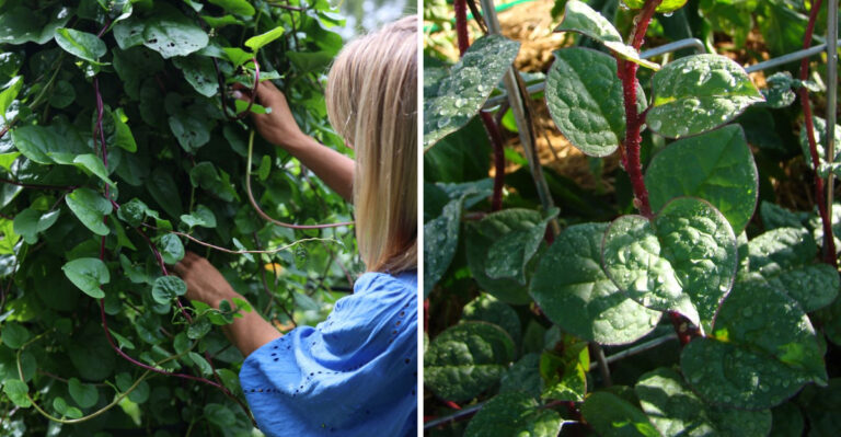 Malabar Spinach Tips Every North Carolina Gardener Needs To Know