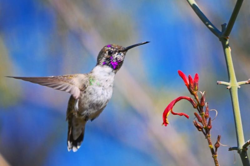 Plant Nectar Rich Flowers To Attract Them