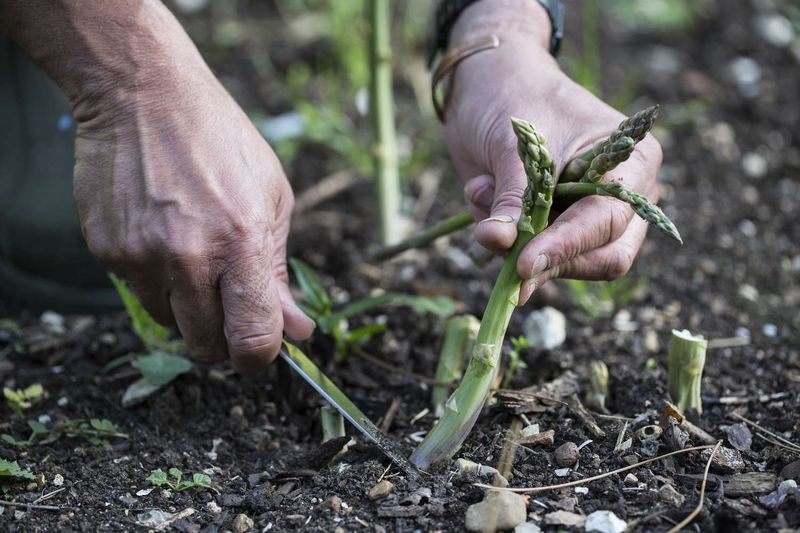 Harvesting And Maintaining Your Asparagus Patch