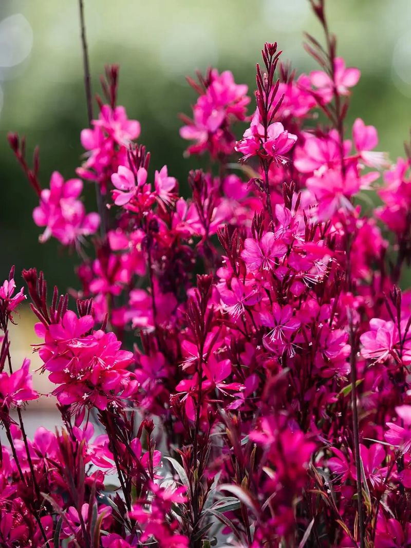 Gaura Adds Airy Blooms That Thrive In Heat And Humidity