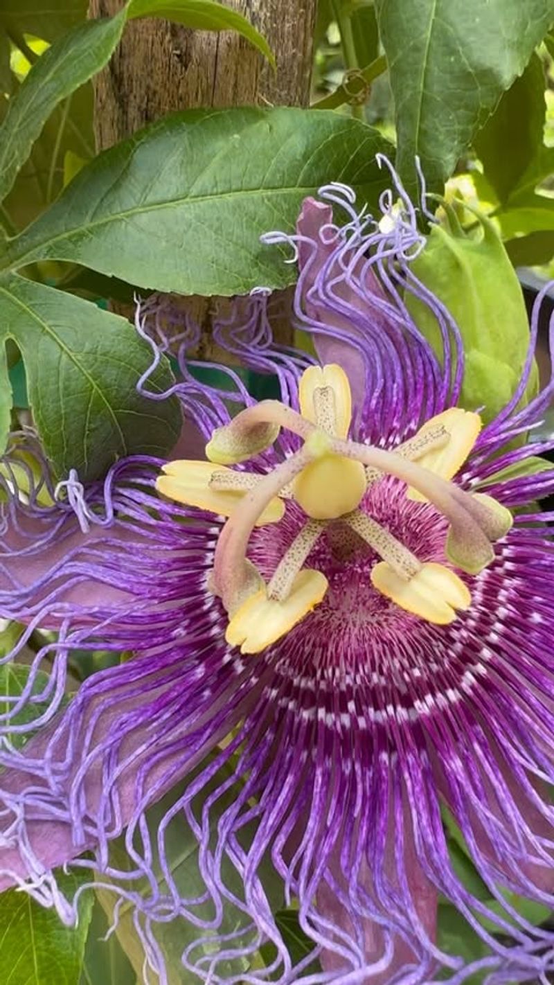 Passionflower Turns Heads In Florida Gardens