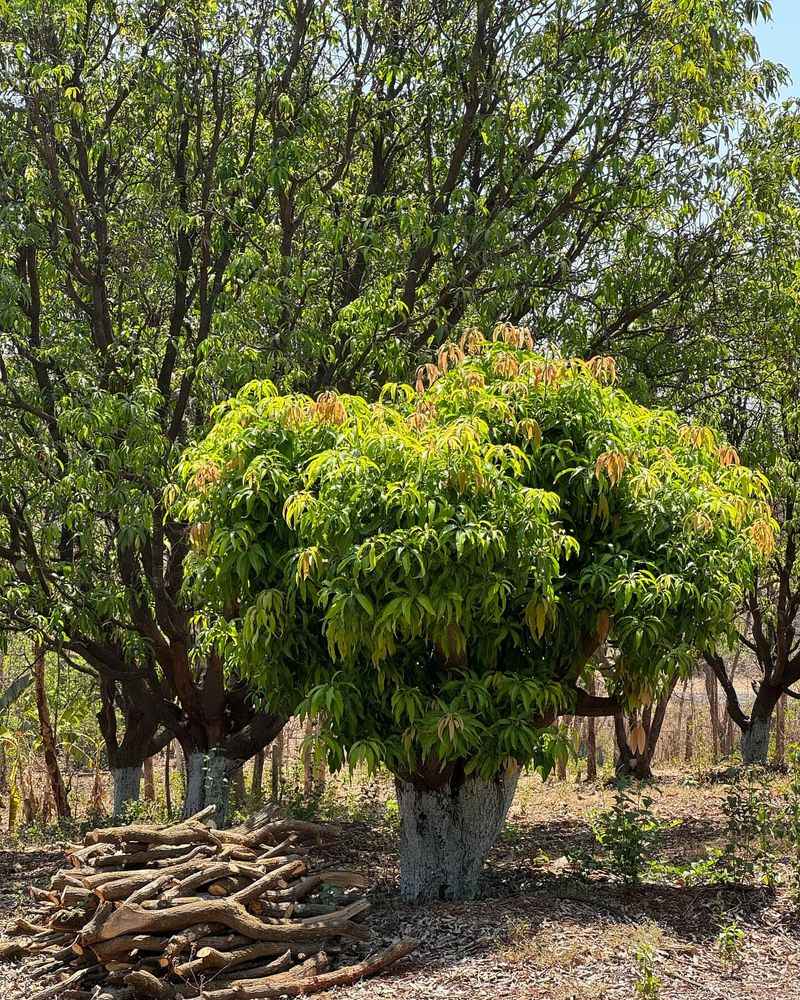 Mango Trees Grow Stronger With Proper Late Winter Trimming