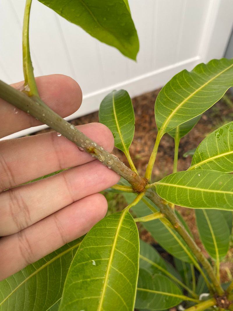 Young Mango Trees Need Early Shaping For Strong Structure