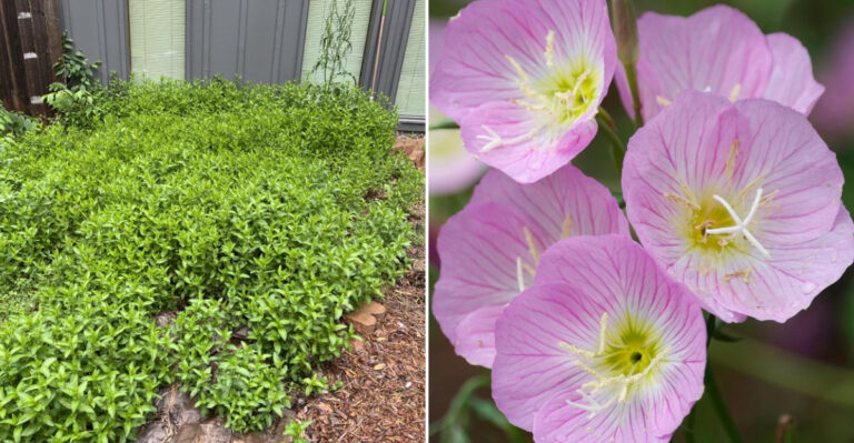 Many Oregon Gardeners Regret Planting These Trendy Perennials