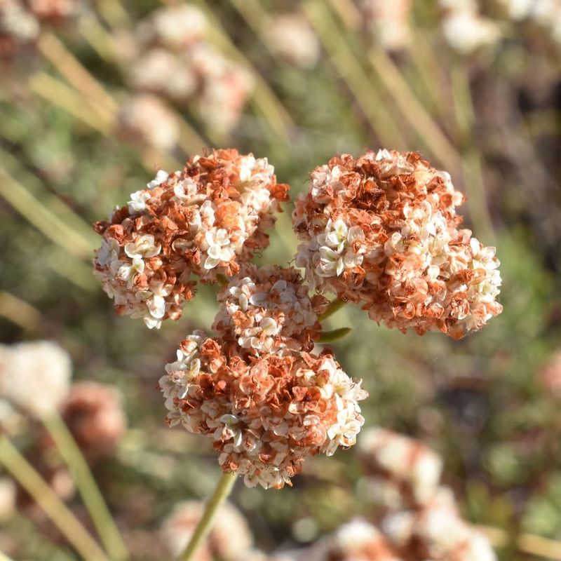 California Buckwheat