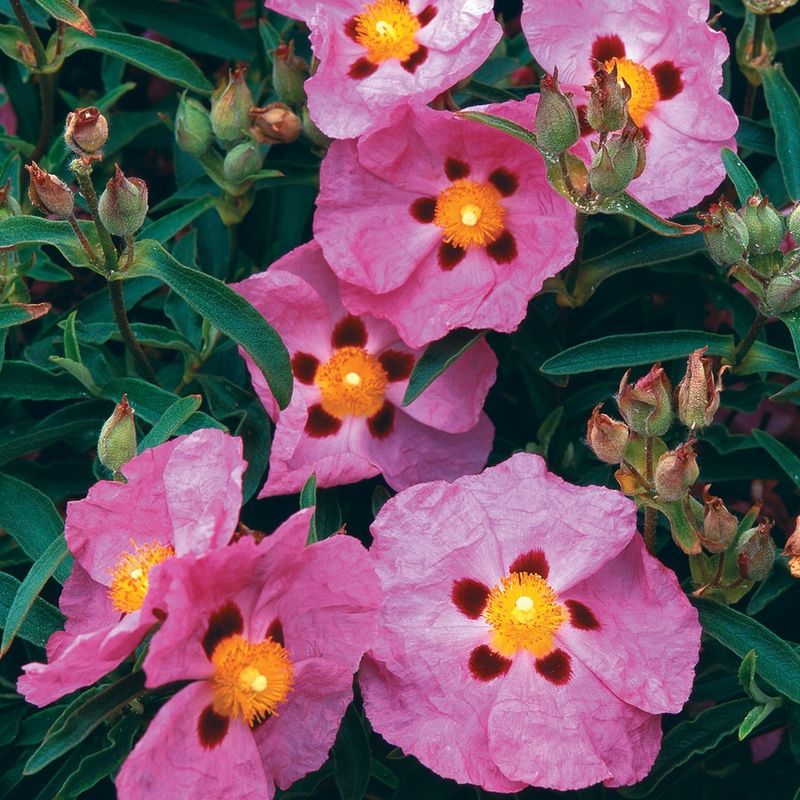 Rockrose (Cistus)