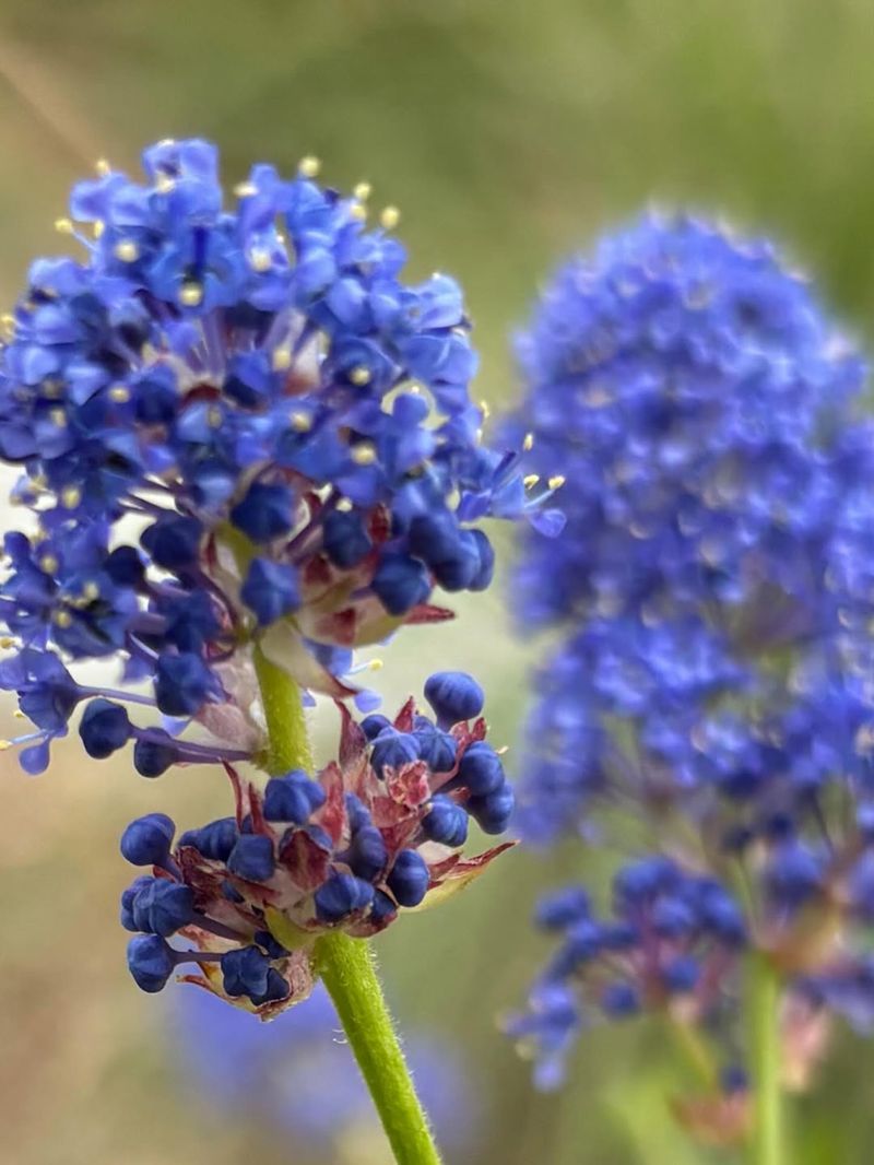 Ceanothus (California Lilac)