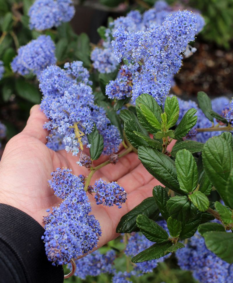 California Lilac (Ceanothus)