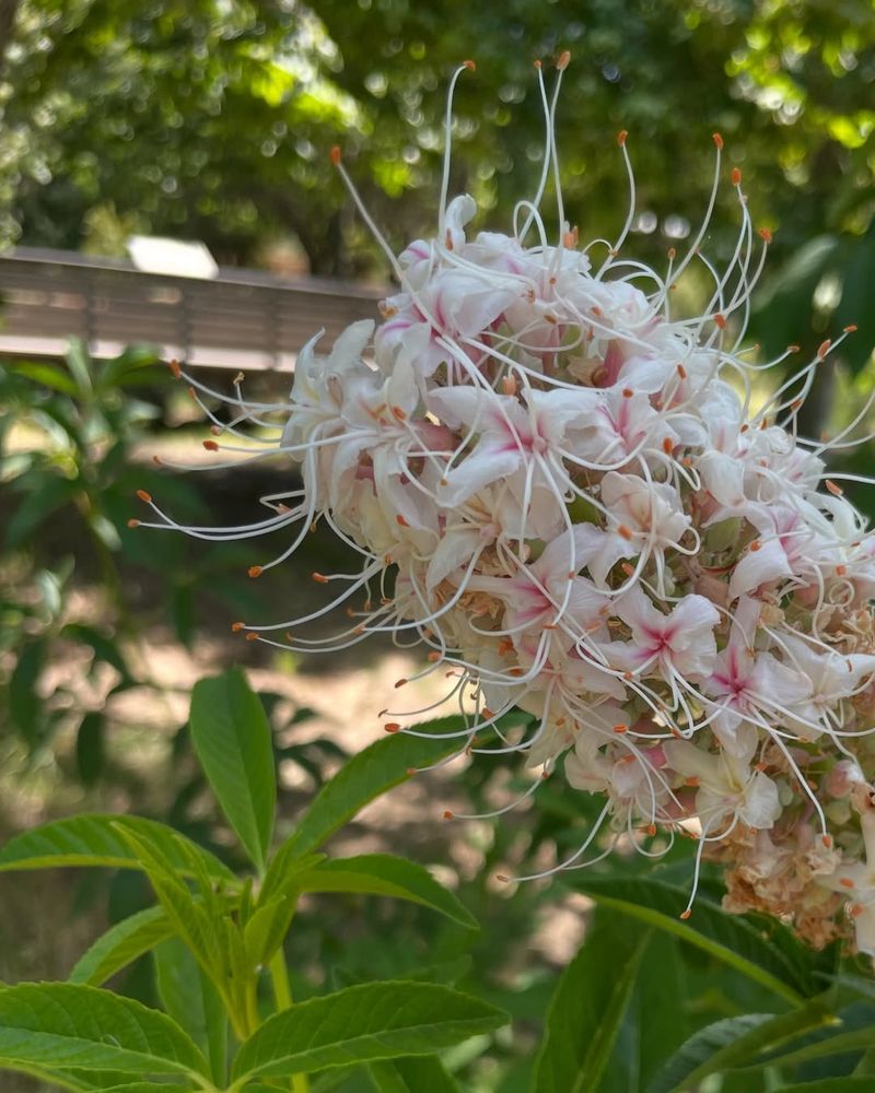 California Buckeye With Graceful Clusters