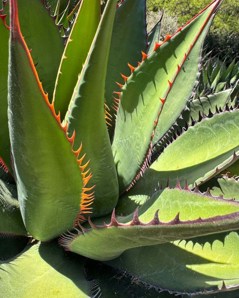 Agave