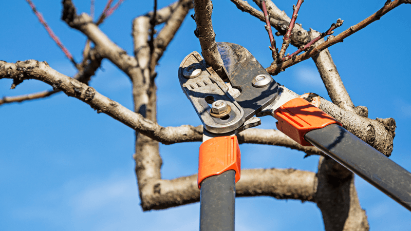 Fruit Trees (Pear, Peach, And Plum)