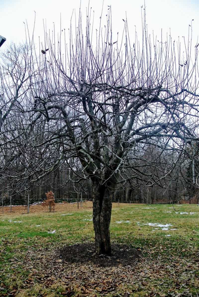 Fruit Trees Produce More When Pruned In March