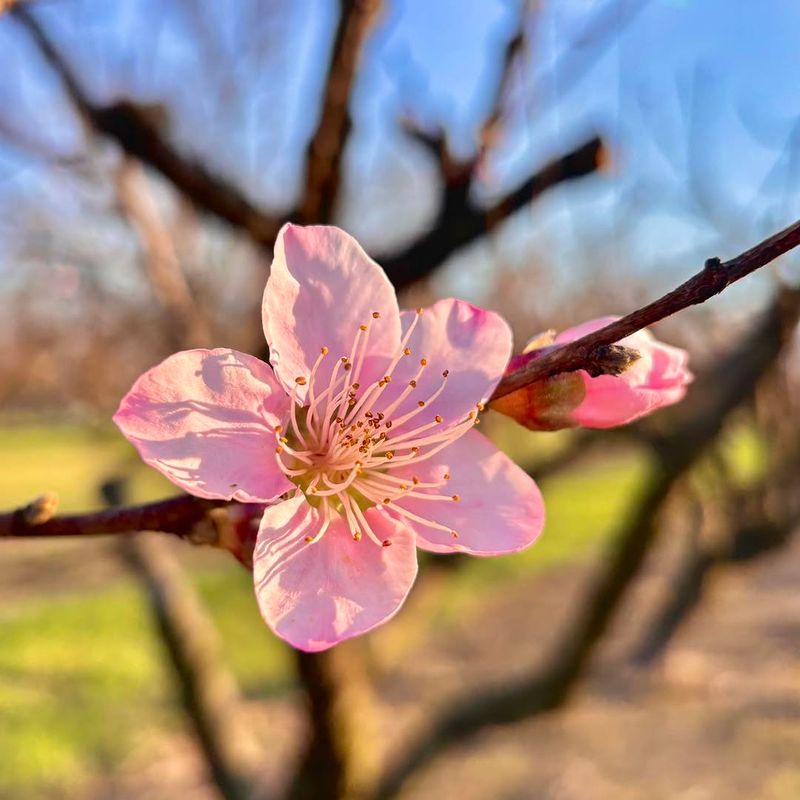 Why March Is A Good Month In Georgia