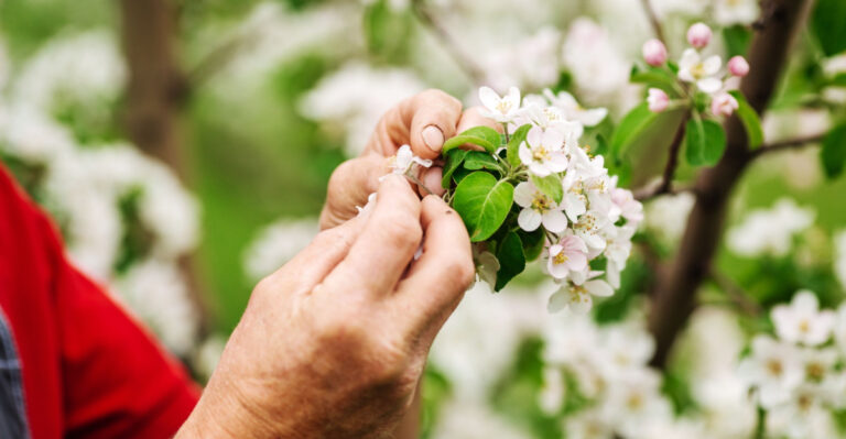 March Fruit Tree Planting Guide For Georgia Gardeners