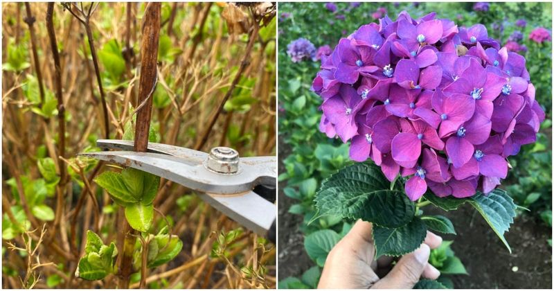 Know Your Hydrangea Type Before You Prune