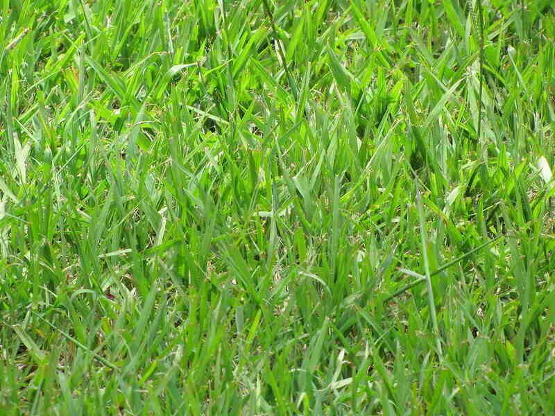Know Your Grass Type Before You Buy Anything