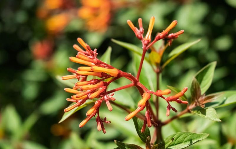 Firebush Handles Early Spring Moves Well