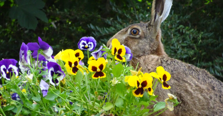 rabbit eating pansies