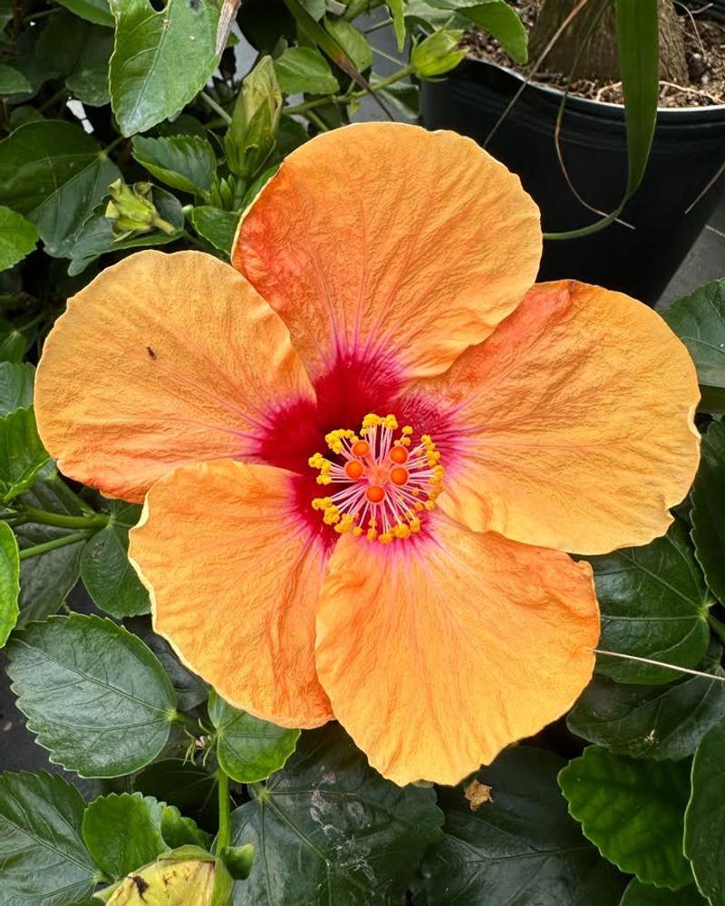 Move Hibiscus Before Summer Heat Arrives