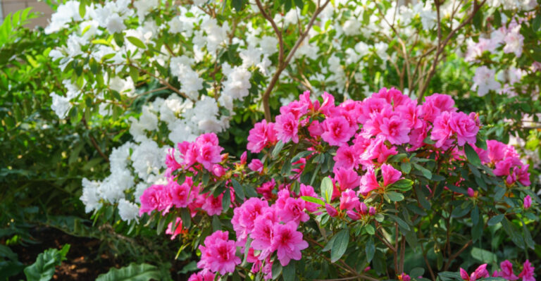 azalea shrub