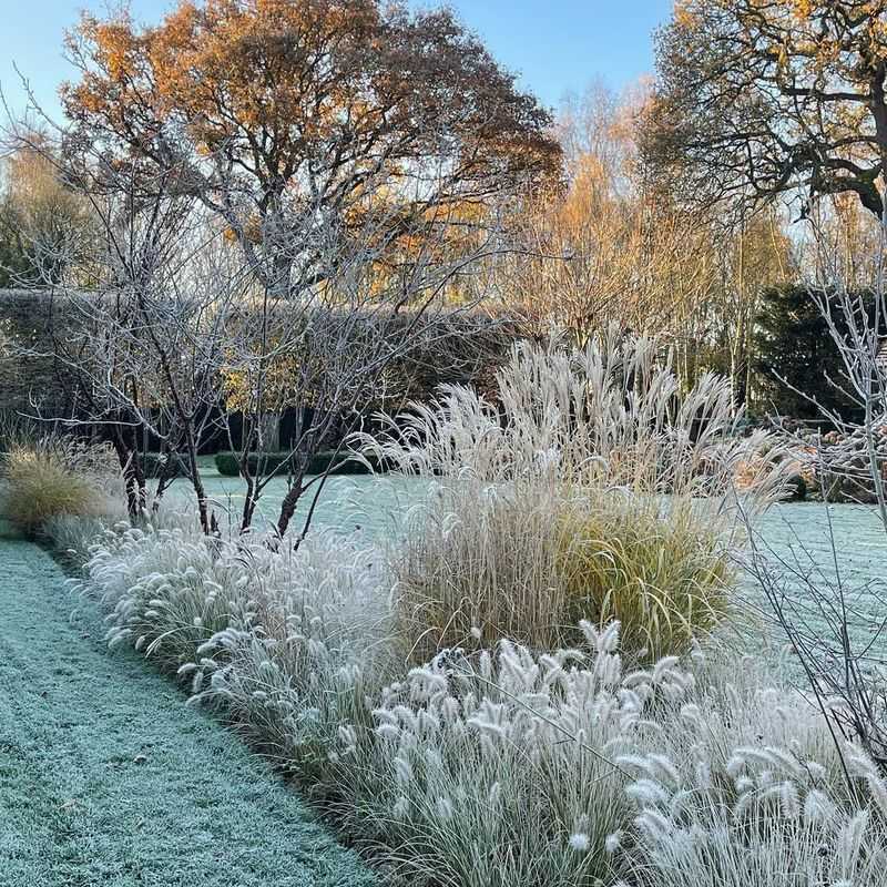 Leave Ornamental Grasses Standing Until Late Winter