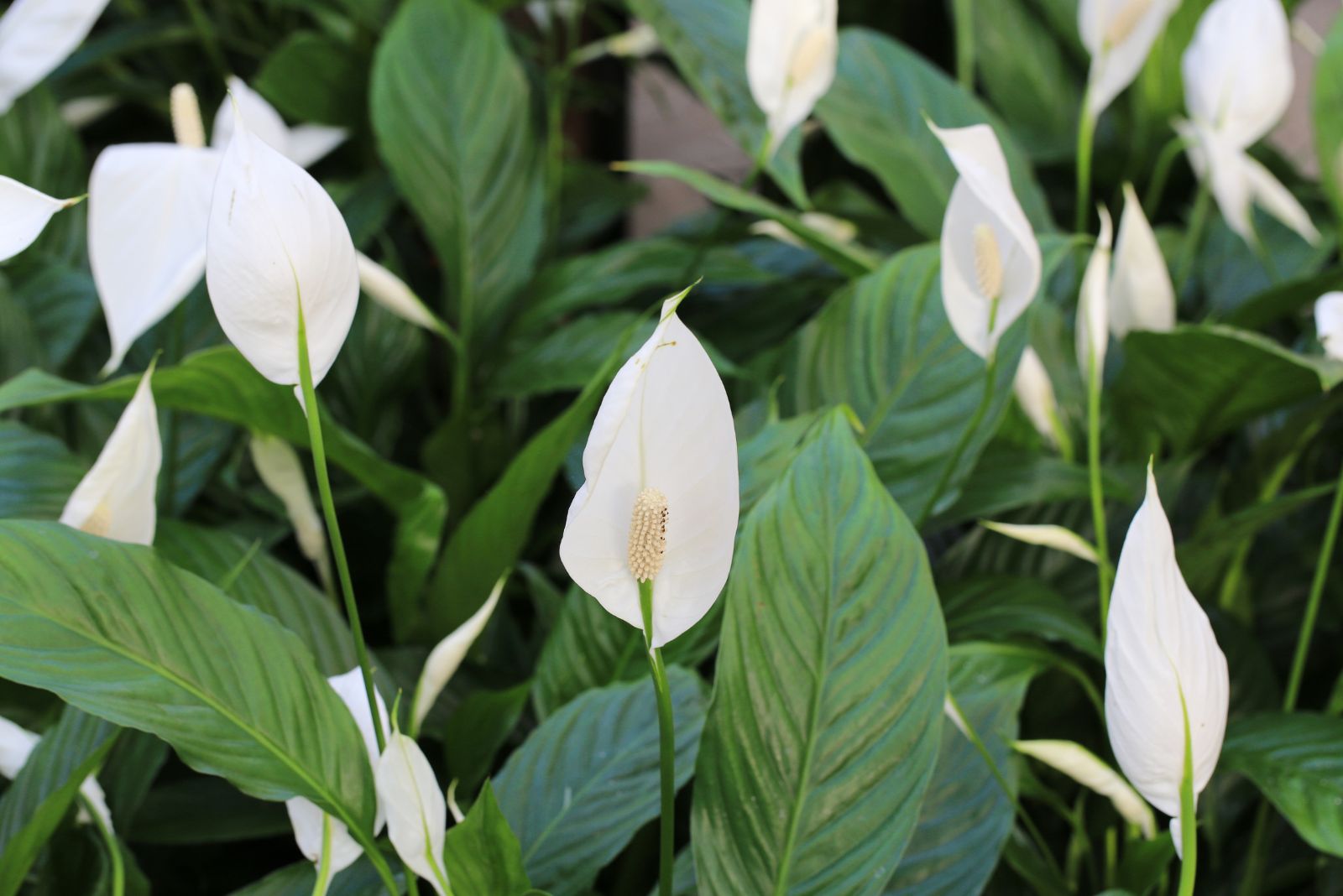peace lily
