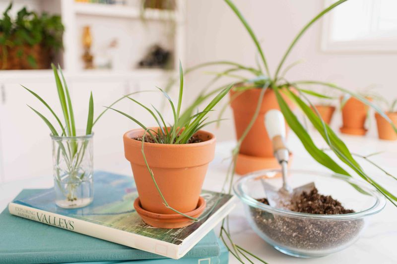 Spider Plant (Chlorophytum Comosum)