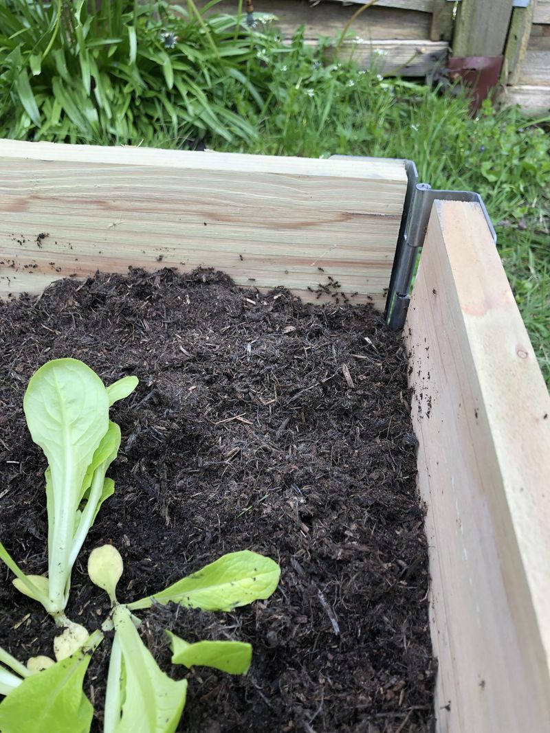 Garden Beds Make Ideal Nests
