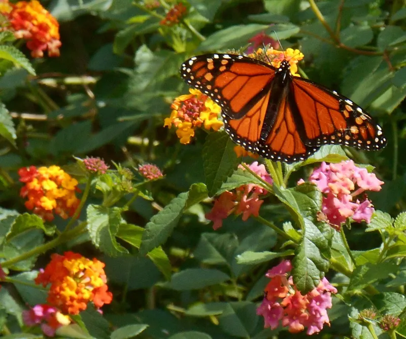 Lantana (Lantana Camara)