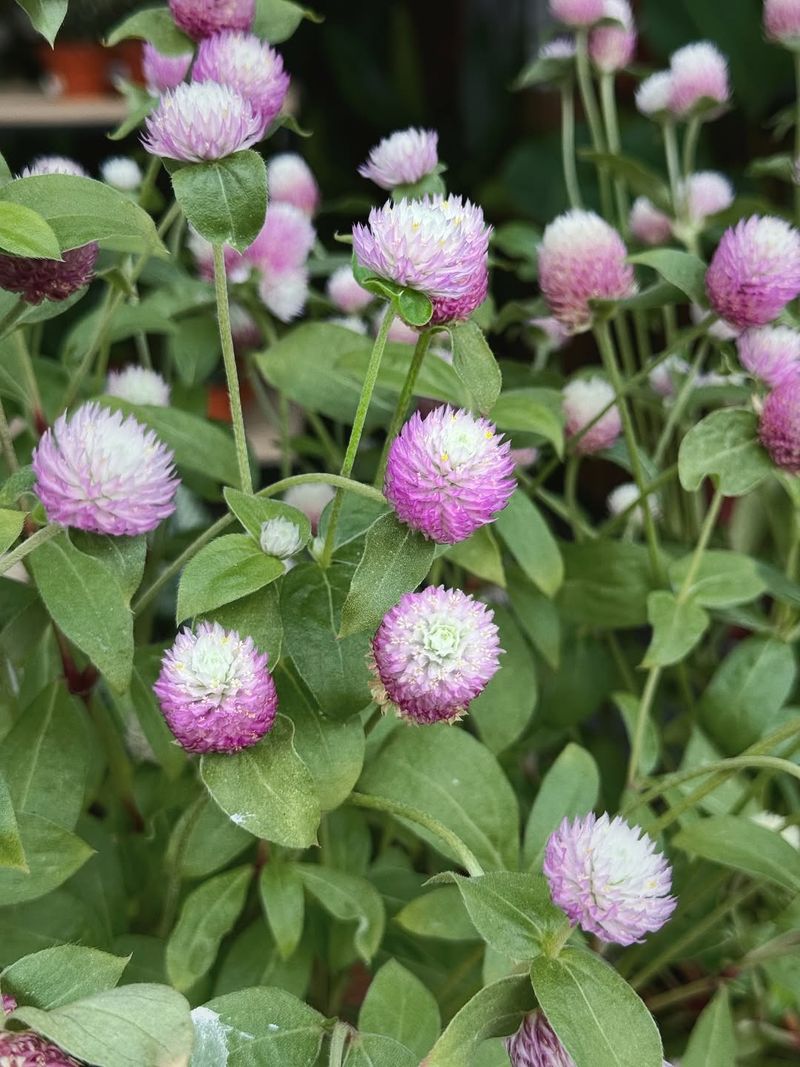 Gomphrena (Globe Amaranth)
