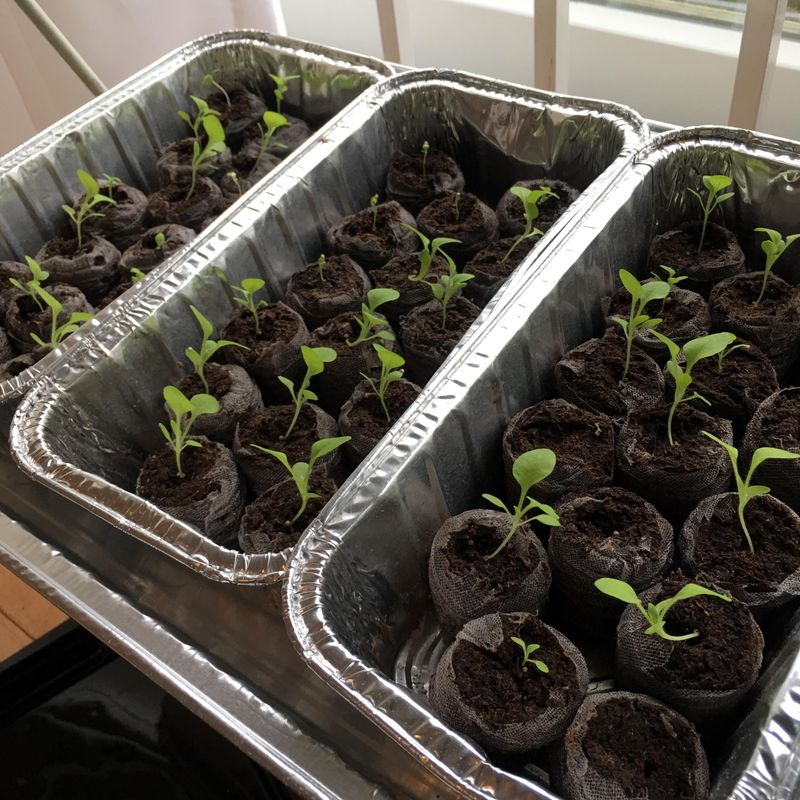 Petunias Fill The Garden With Color Before Frost