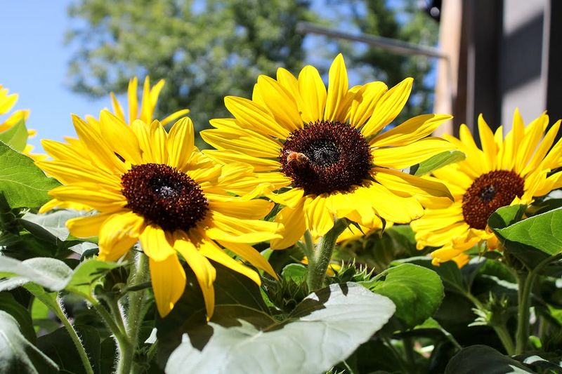 Sunflowers Make A Bold March Statement