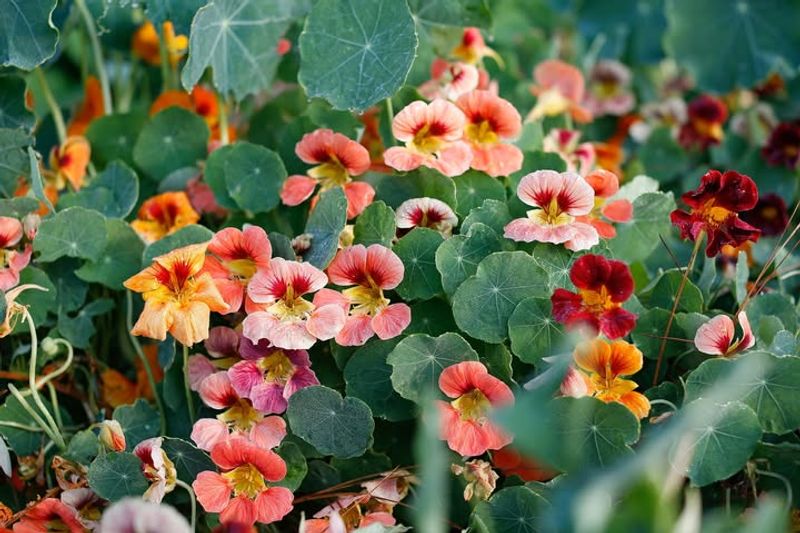 Nasturtiums Germinate Well In Cooler Conditions