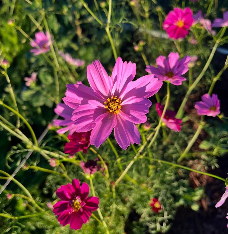 Cosmos Can Be Direct Sown After Frost Risk Passes