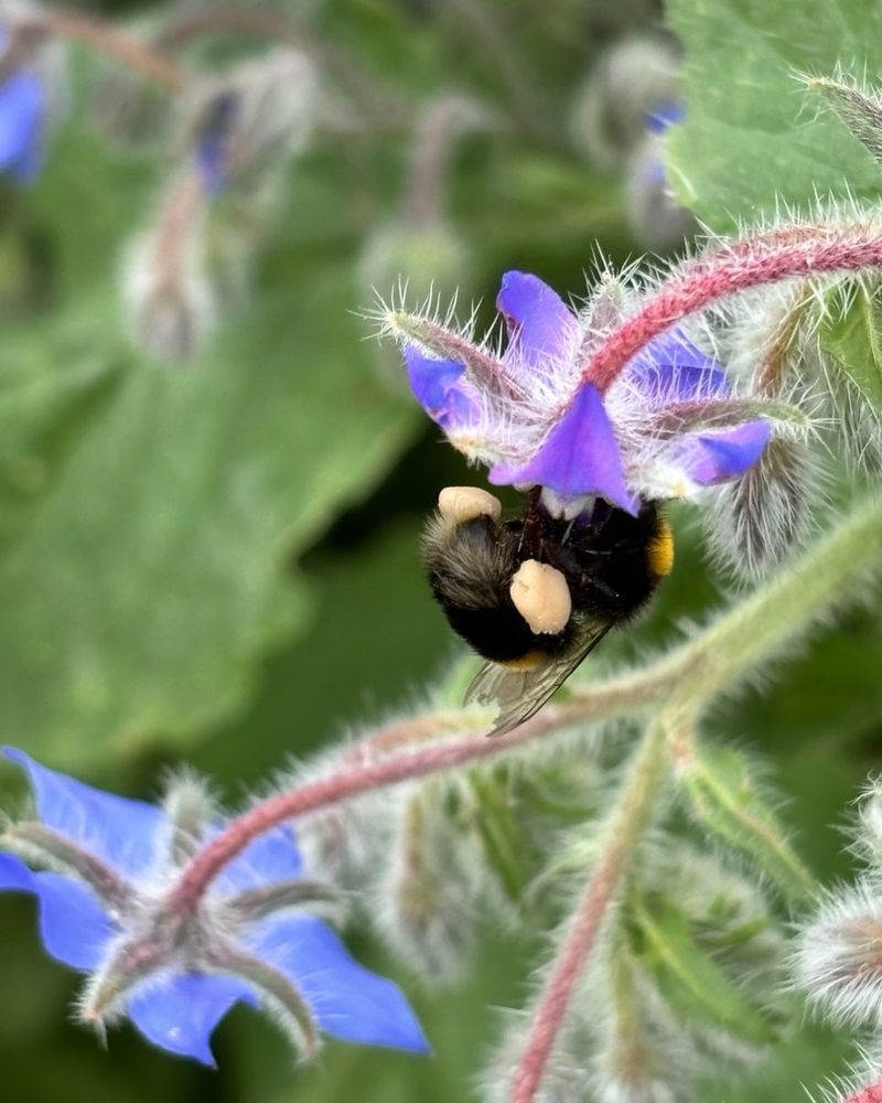Borage Attracts Pollinators And Supports Healthier Tomato Plants
