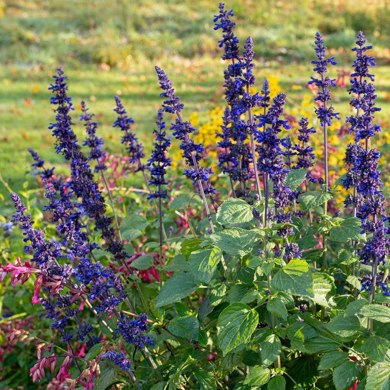 Salvia Keeps The Show Going As Spring Heat Builds