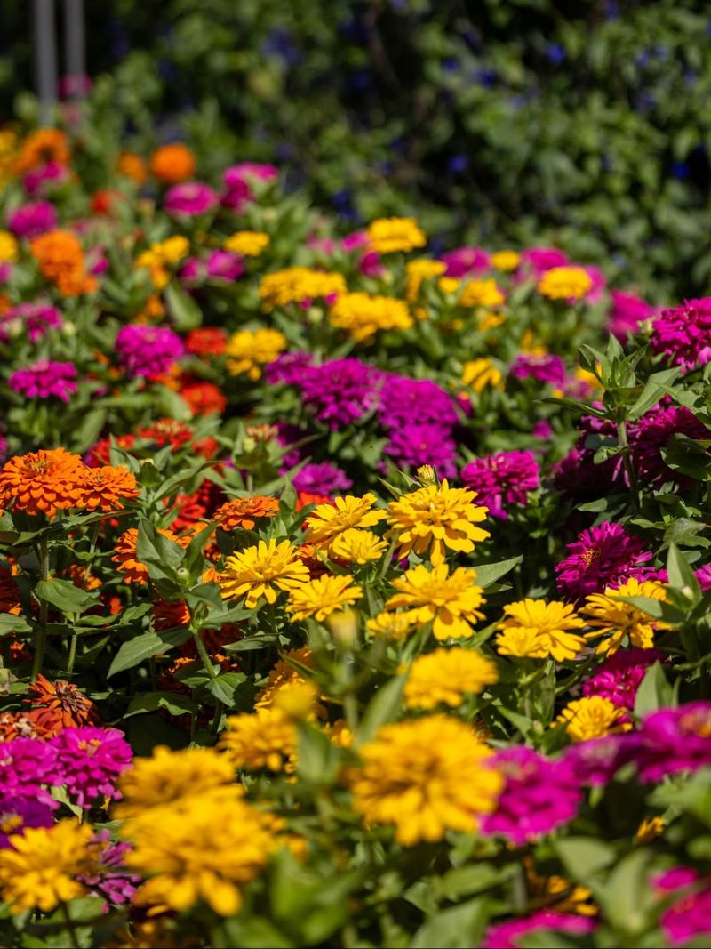 Zinnias Benefit From An Indoor Head Start