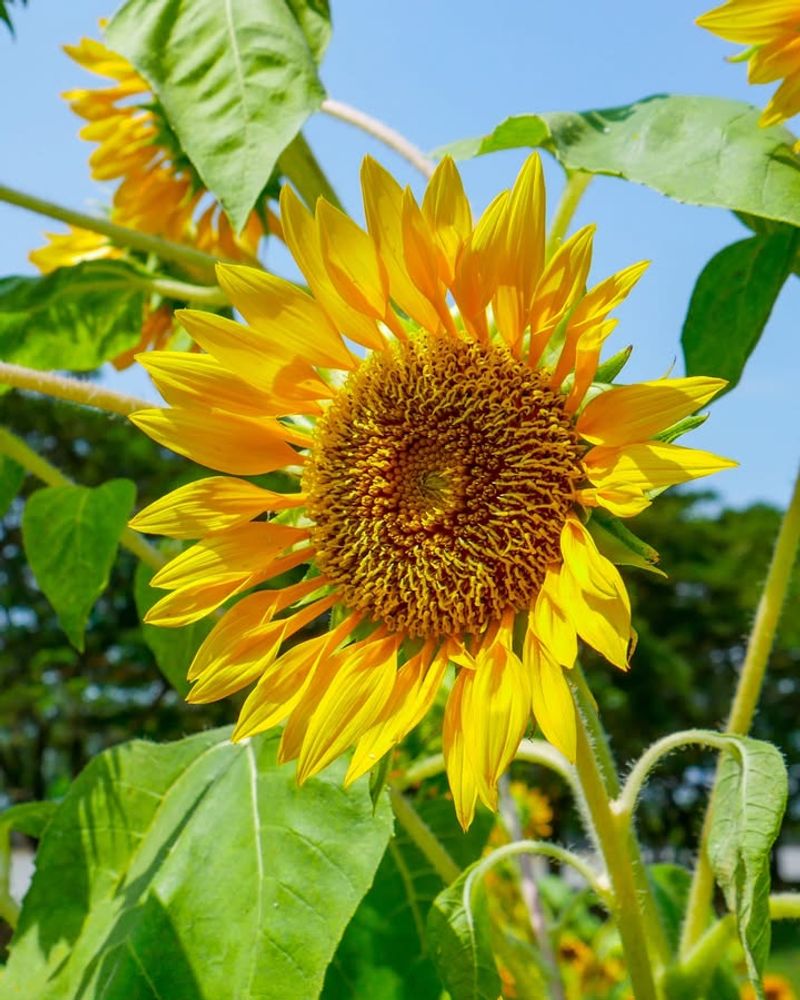 Sunflowers Develop Strong Roots When Planted Early
