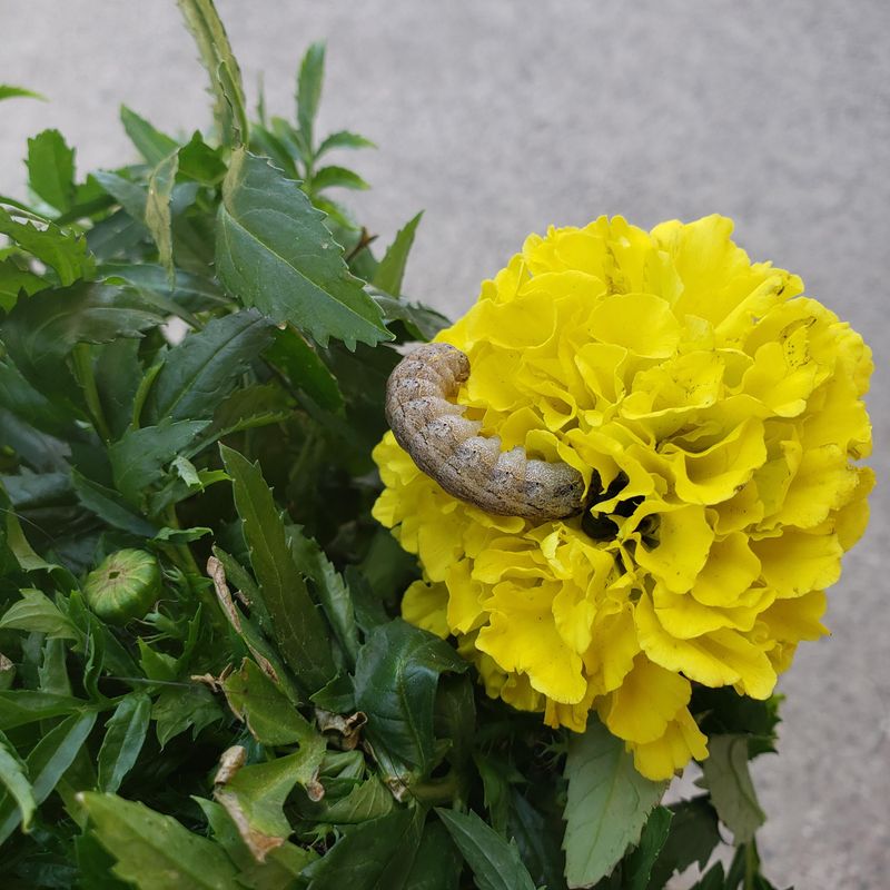 Marigolds Have Limits As A Pest Control Method