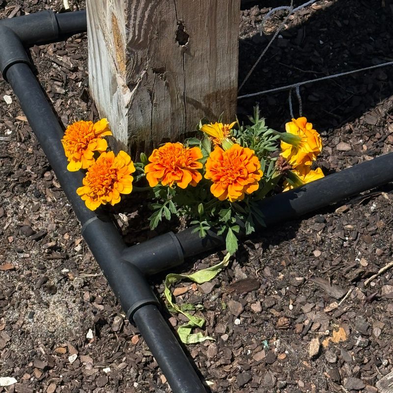 French Marigolds Are Linked To Nematode Reduction