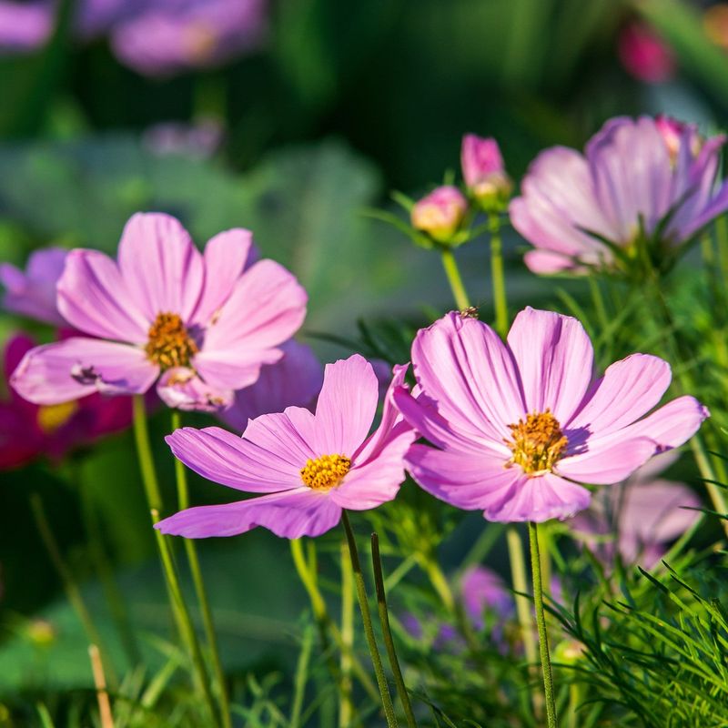 Cosmos (Cosmos Bipinnatus)