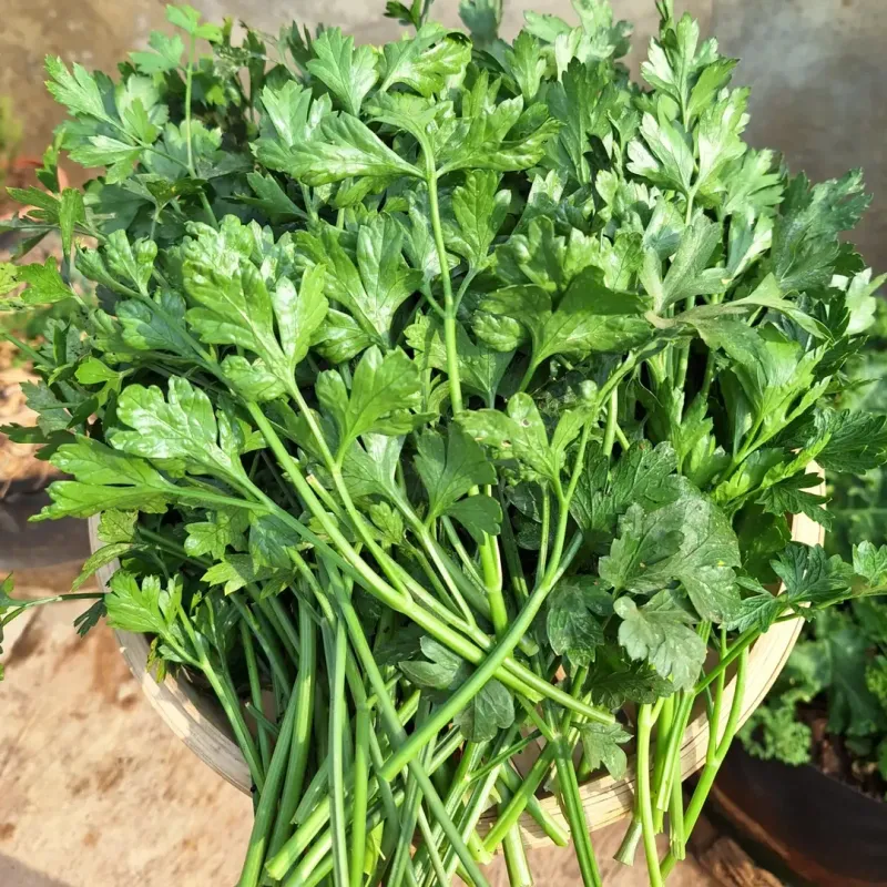 Parsley That Fits Easily Beneath Tomato Plants