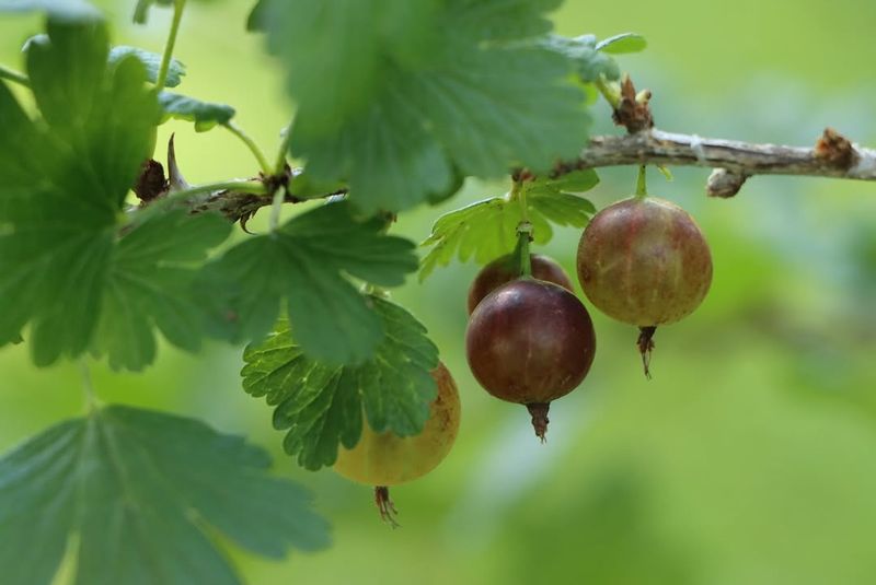 Gooseberry