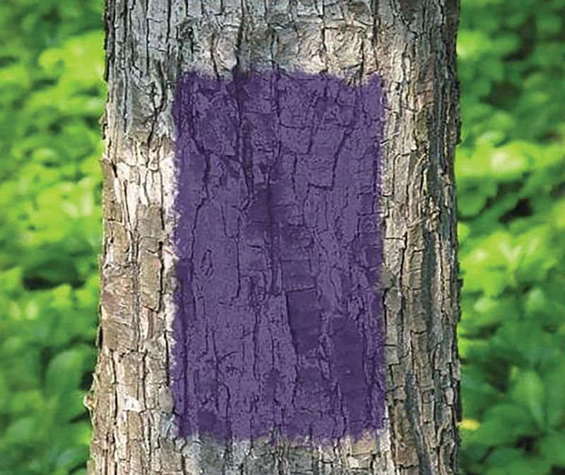 Saving Money With A Splash Of Purple