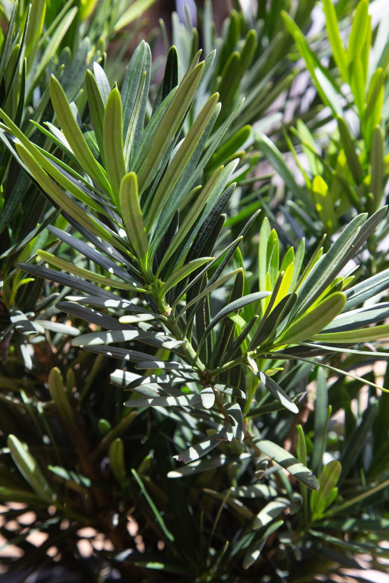 Dwarf Podocarpus Gives A Modern Hedge Appearance