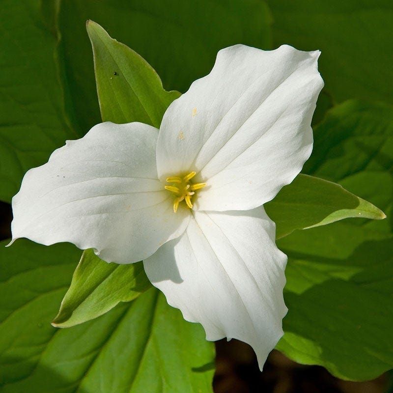 Trillium (Trillium Erectum Or Trillium Grandiflorum)