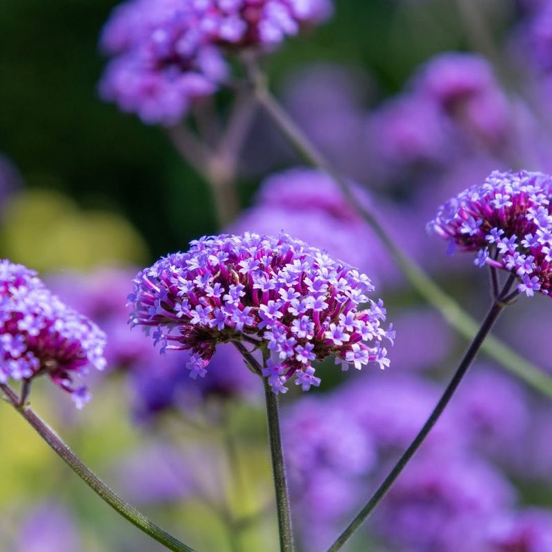 Verbena
