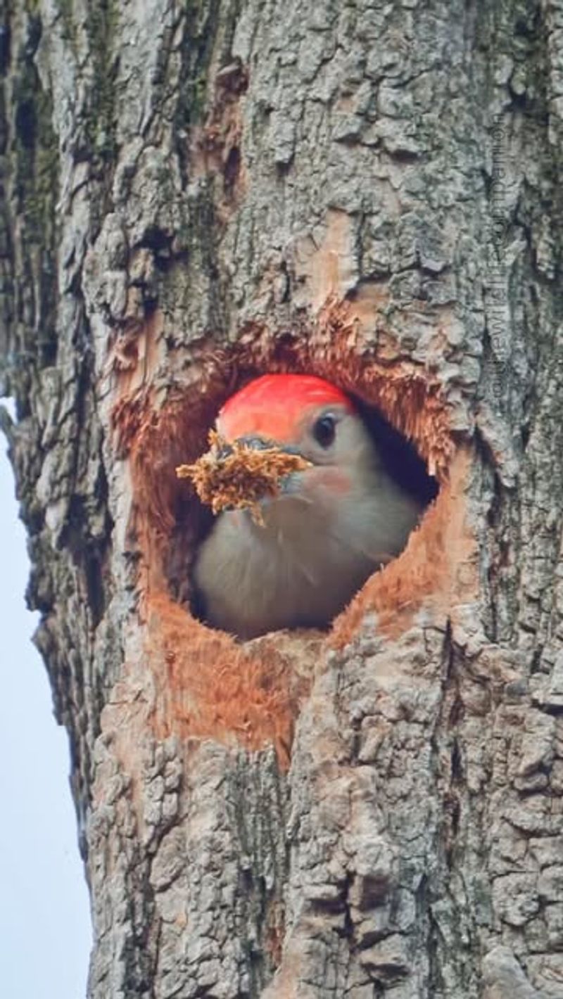 They Are Searching For Nest Sites