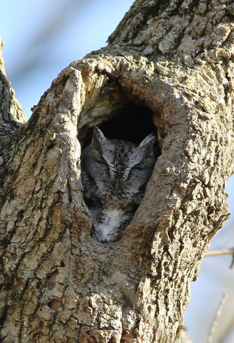 Sturdy Elm Trees That Form Natural Owl Hollows