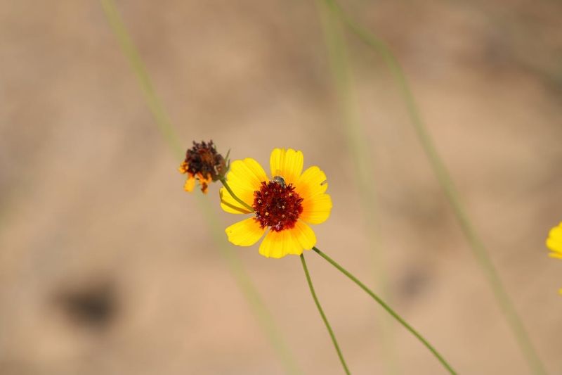 Greenthread (Thelesperma Filifolium)